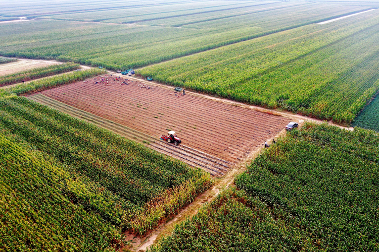 河北孟村:红薯种植成为农民增收“甜蜜”产业_fororder_图片2
