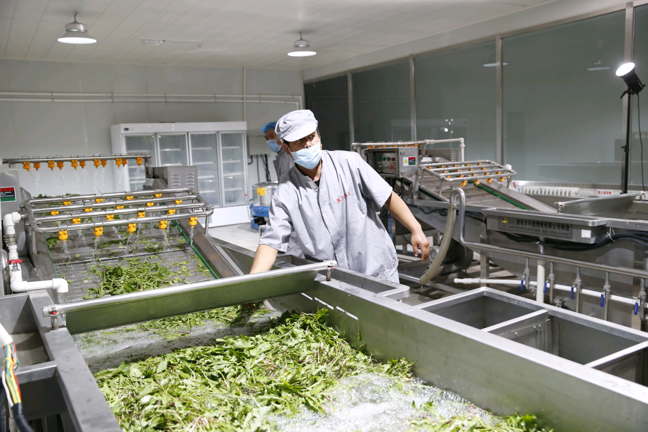 河北涞源:蒲公英种植蹚出致富路_fororder_4