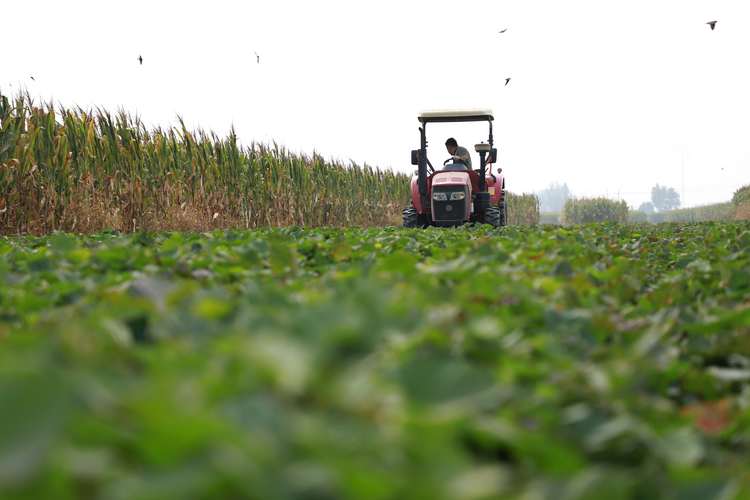 河北孟村:红薯种植成为农民增收“甜蜜”产业_fororder_图片3