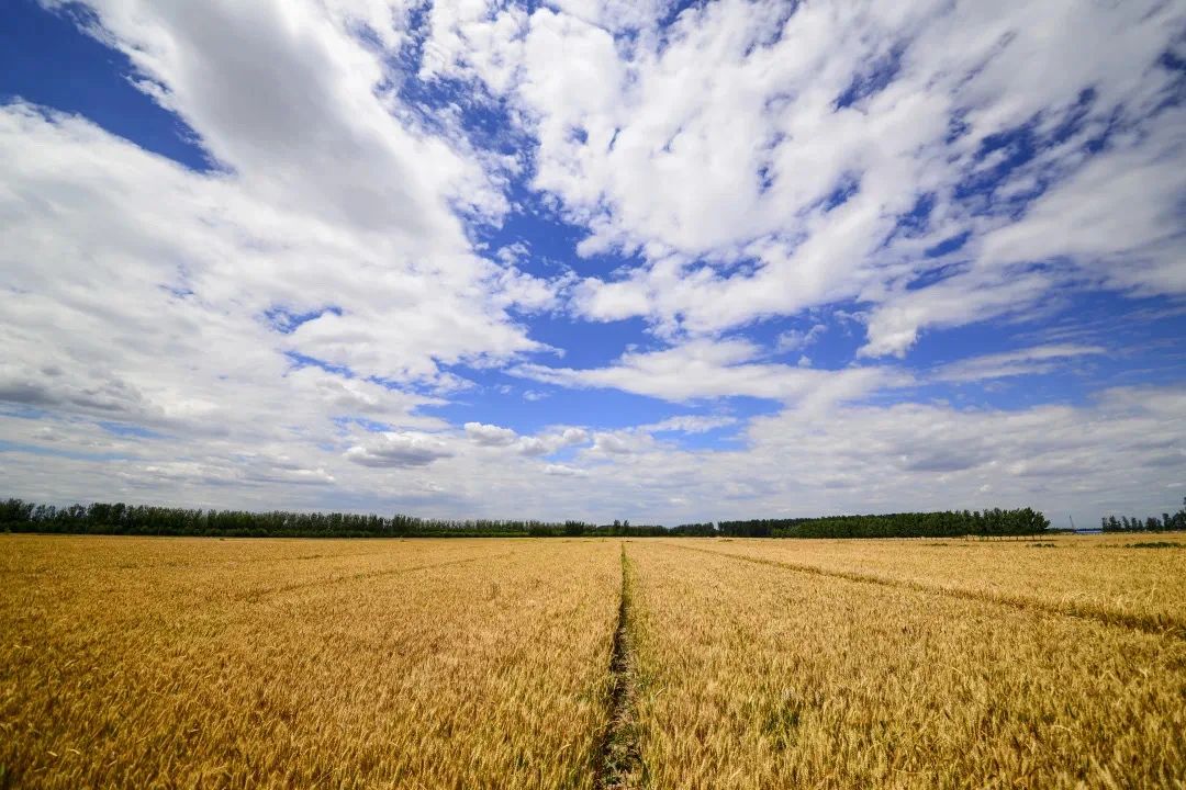 以河为媒:天津推进“十项行动” 创造高品质生活 以河为媒:天津推进“十项行动” 创造高品质生活_fororder_1111