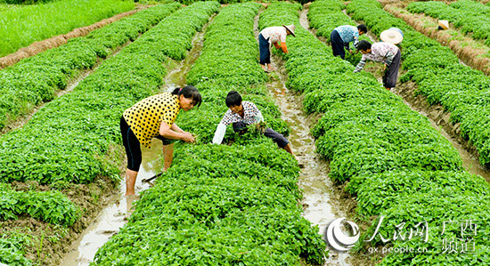 广西钦州：小仙草成大产业 减税助企业帮农民