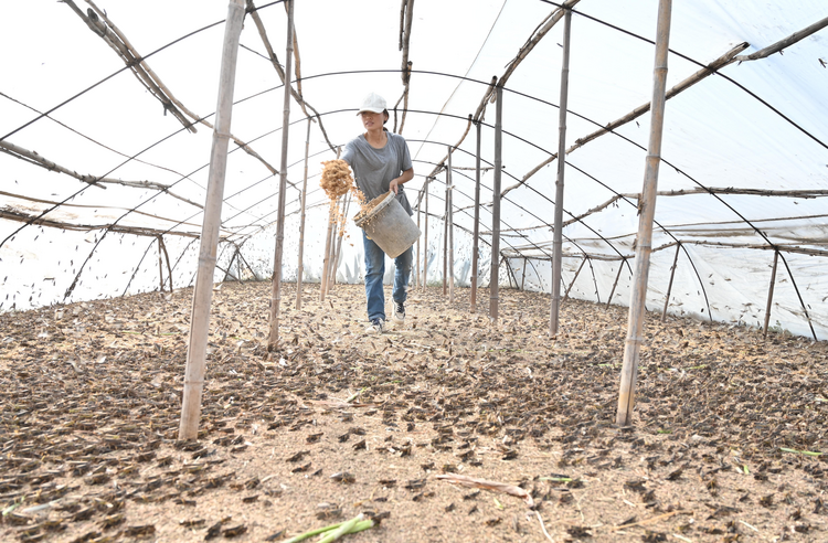 河北盐山:蚂蚱养殖鼓起村民钱袋子_fororder_图片1