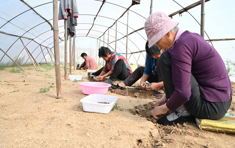 河北盐山:蚂蚱养殖鼓起村民钱袋子_fororder_图片2