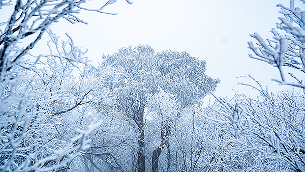 广元旺苍迎来初雪 上万株高山杜鹃呈现雾凇美景_fororder_CJP05378