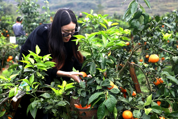 重庆彭水：8000余亩柑橘迎丰收 产量翻倍助农增收_fororder_图片5