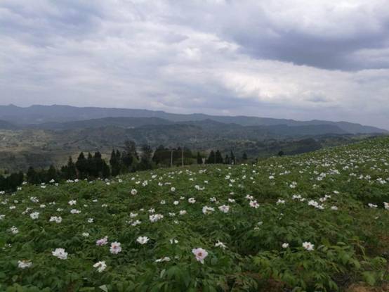 （导航达州）达川区陈家乡3000亩油牡丹：美了游人 富了村民