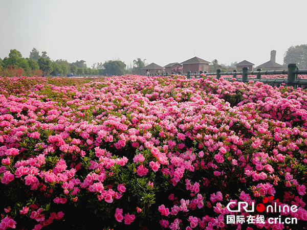 花中西施归故里古蜀郫都赏杜鹃