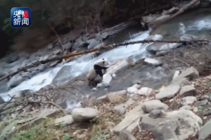 村民下山巧遇野生大熊猫河边漫步 或在寻找配偶