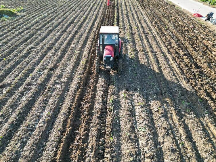 邢台清河:牛蒡喜获丰收_fororder_1