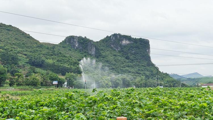 广西环江：“科技赋农”助力千亩桑蚕产业现代化发展