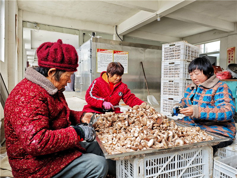 南阳镇平：香菇丰产采摘忙_fororder_工人们正在进行香菇分拣和剪根 摄影 时君洋