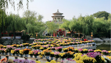 【英语】9th Hanyuan Chrysanthemum Arrangement Exhibition Kicked off in Kaifeng, China