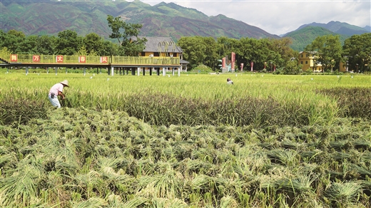 灌阳县超级稻连续11年亩产创新高 今年单季亩产达1030.2公斤