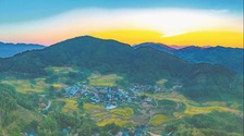 寧德福安市社口鎮潘洋村梯田秋韻十足