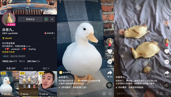 东北小伙养宠物鸭获赞3000万走红抖音 东北小伙养宠物鸭获赞3000万走红抖音