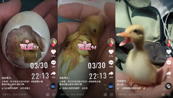 东北小伙养宠物鸭获赞3000万走红抖音 东北小伙养宠物鸭获赞3000万走红抖音