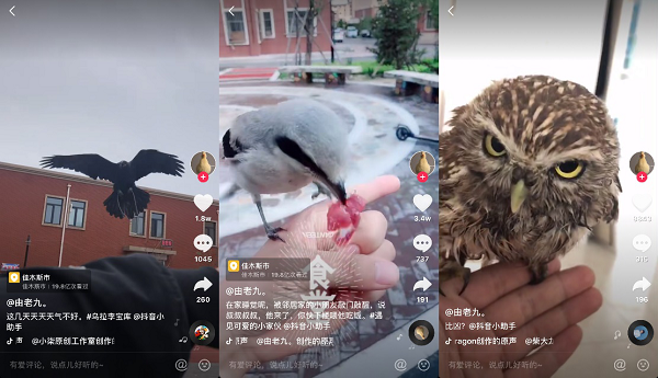东北小伙养宠物鸭获赞3000万走红抖音 东北小伙养宠物鸭获赞3000万走红抖音