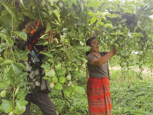 依托广西优势深耕老挝农业 ——广西老乡在老挝的创业故事