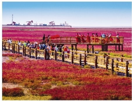 中国最北海岸线上一抹红 见证辽河口湿地的沧海桑田