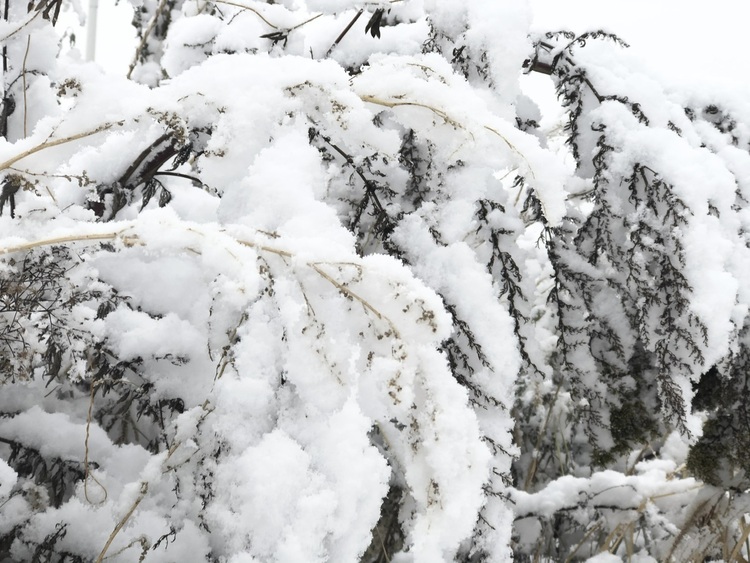 喜迎入冬第一场大雪 长春变成“白富美”！