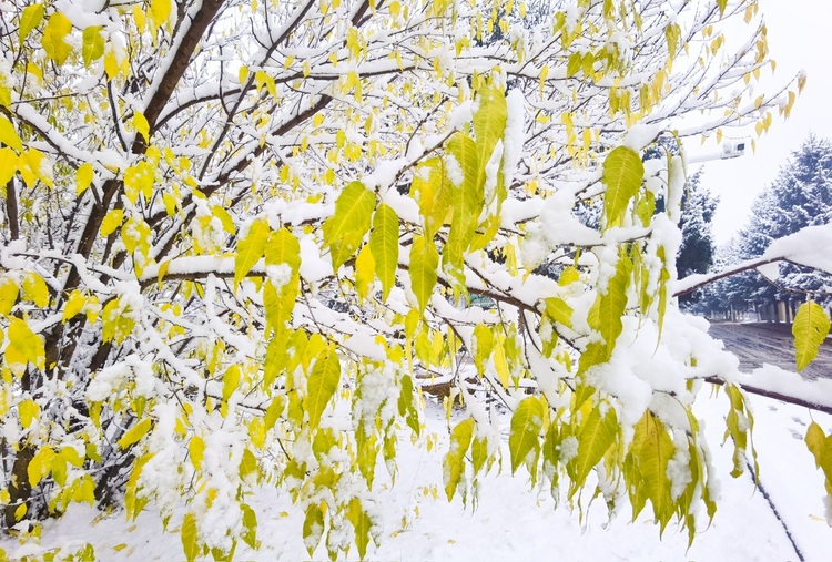 喜迎入冬第一场大雪 长春变成“白富美”！
