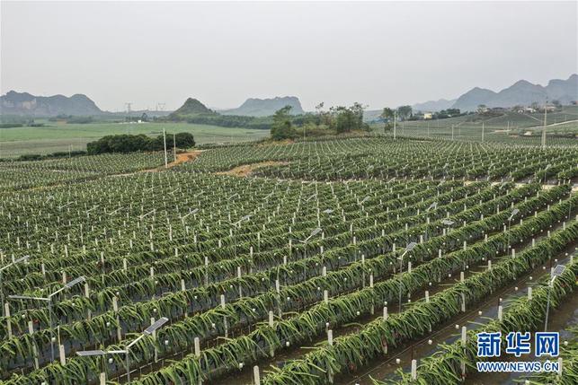 广西隆安：现代农业“点亮”绿色田园