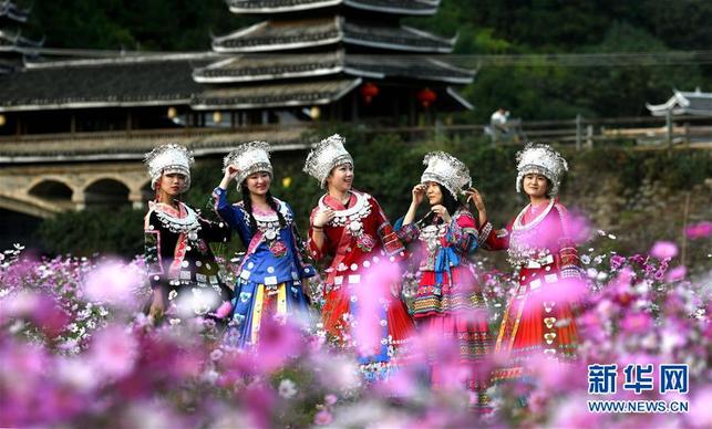 广西三江：格桑花开引客来