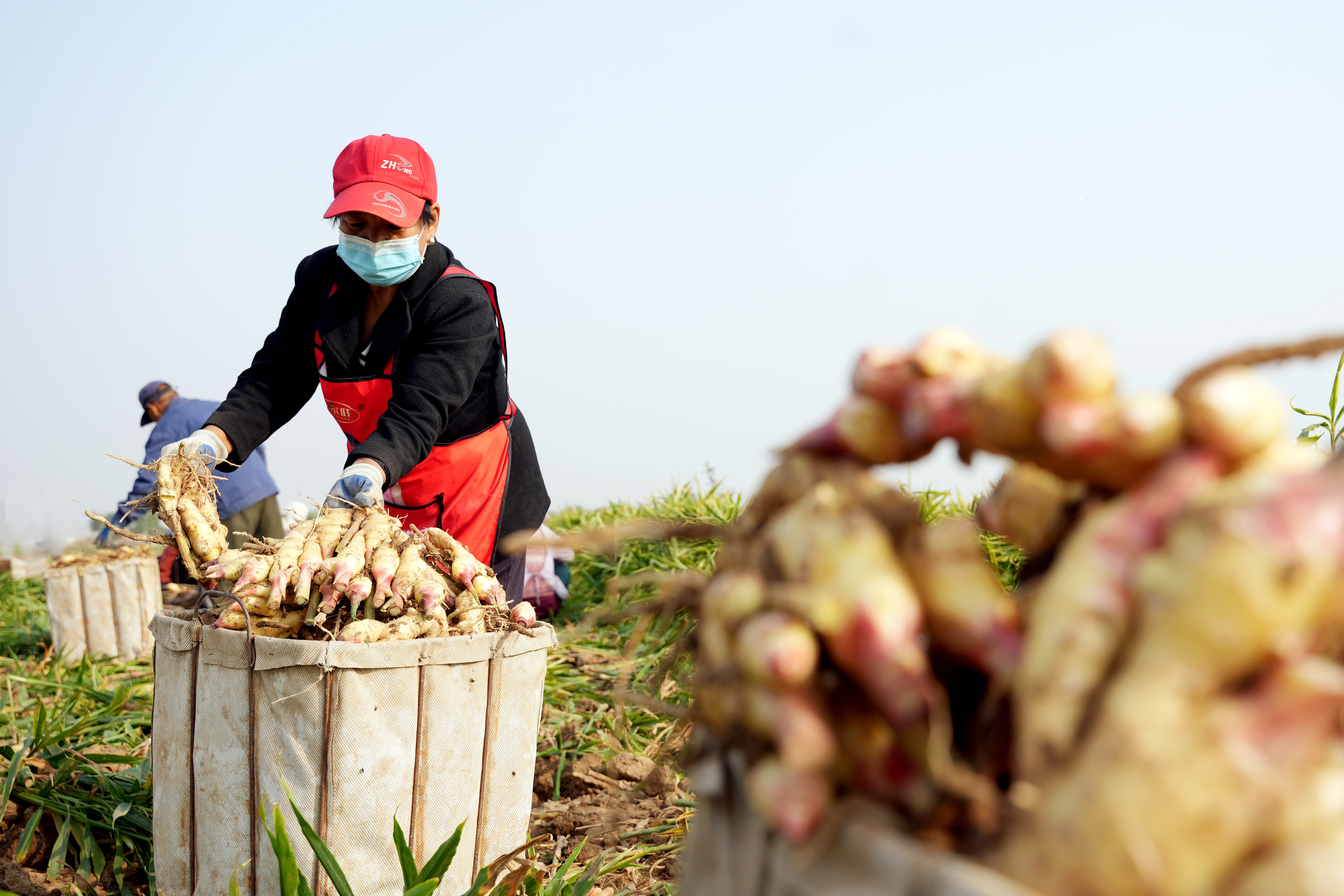 河北隆尧:秋收冬藏 “姜”来可期_fororder_10.JPG