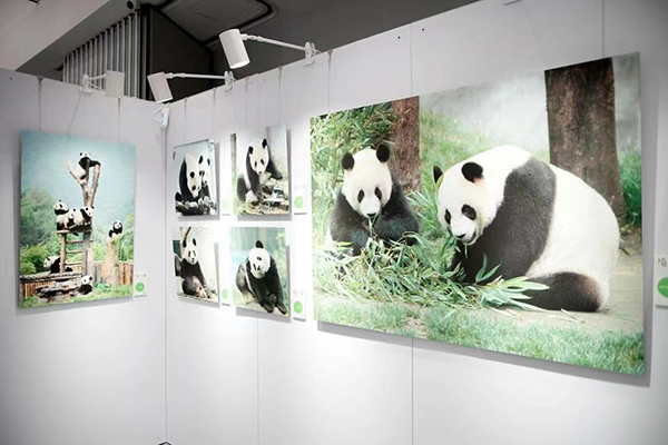 太酷炫啦！“熊猫回家”新国风艺术巡展（雅安站）震撼来袭_fororder_展览的熊猫摄影作品-供图-雅安市委宣传部