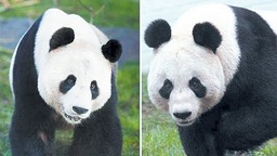 （转载）旅英大熊猫“阳光”和“甜甜”回川