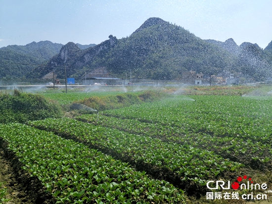 贵州紫云：发掘坝区产能助力农民增收