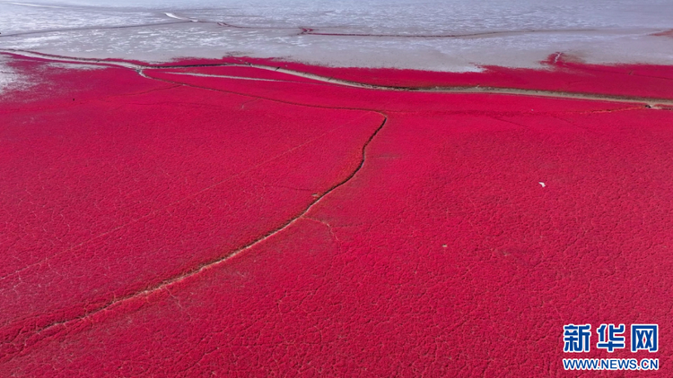 云瞰盘锦红海滩：一望无际的“红色海洋”