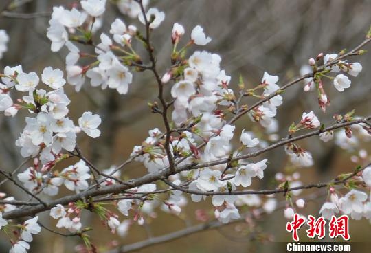 图片默认标题_fororder_yinghua-1