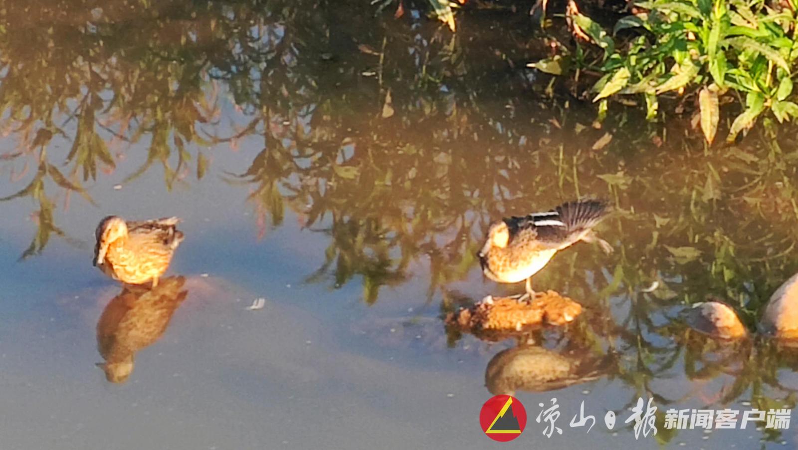 (转载)凉山会东县城鲹鱼河畔湿地首现“绿翅鸭”_fororder_IMG_1077