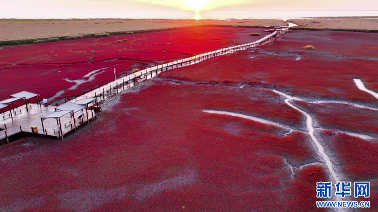云瞰盘锦红海滩：一望无际的“红色海洋”
