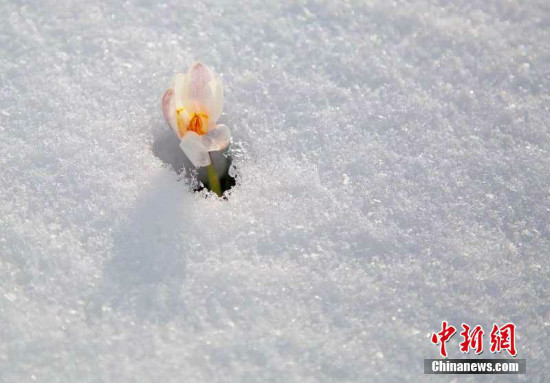 Mailap na Liryo sa Xinjiang