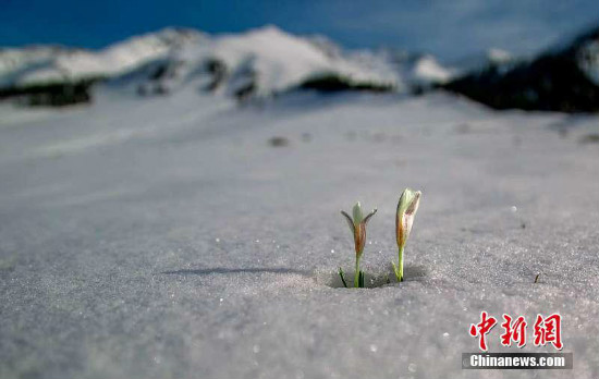 Mailap na Liryo sa Xinjiang