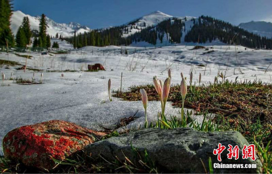 Mailap na Liryo sa Xinjiang