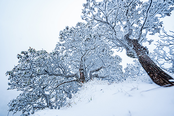 广元旺苍迎来初雪 上万株高山杜鹃呈现雾凇美景_fororder_CJP05453