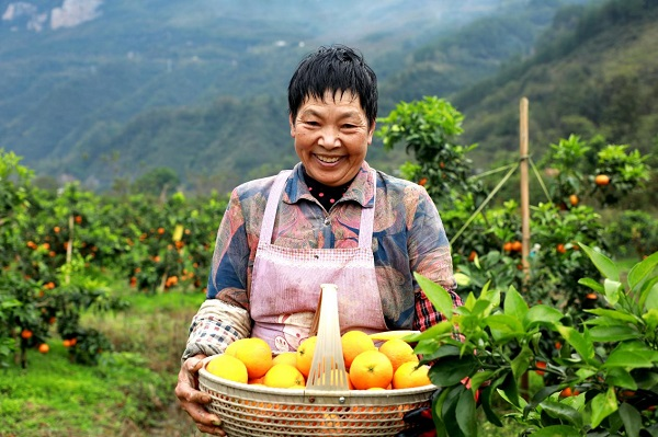重庆彭水：8000余亩柑橘迎丰收 产量翻倍助农增收_fororder_图片4