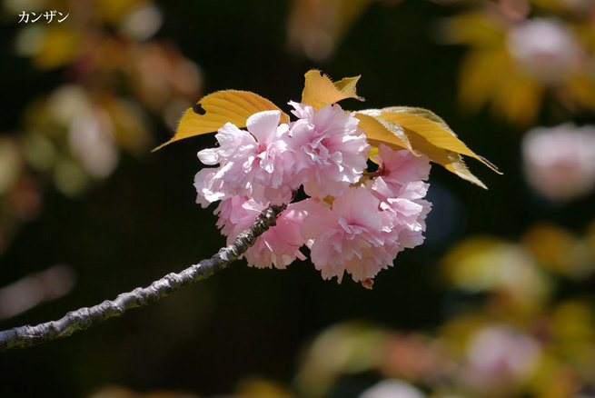 4月10日　皇居東御苑　淘気爺爺・奥田正彦さん