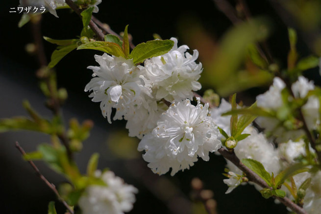 4月10日　皇居東御苑　淘気爺爺・奥田正彦さん
