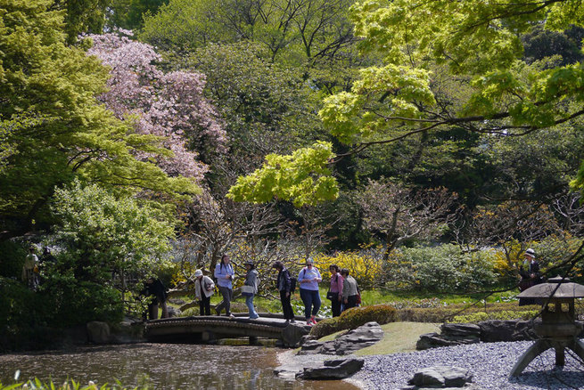 4月10日　皇居東御苑　淘気爺爺・奥田正彦さん