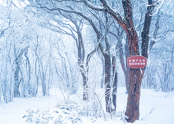 广元旺苍迎来初雪 上万株高山杜鹃呈现雾凇美景_fororder_CJP05366