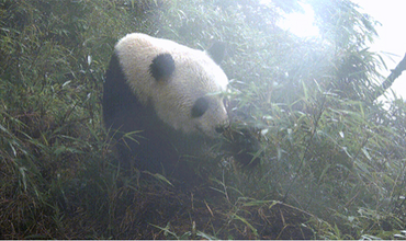 Interesting mukbang! Giant Panda Enjoys Meal Unfazed by Wind and Rain_fororder_图片1