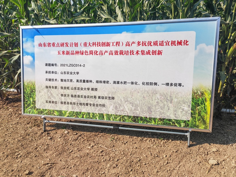 德州临邑“粮王”再创新纪录，亩产玉米1163公斤