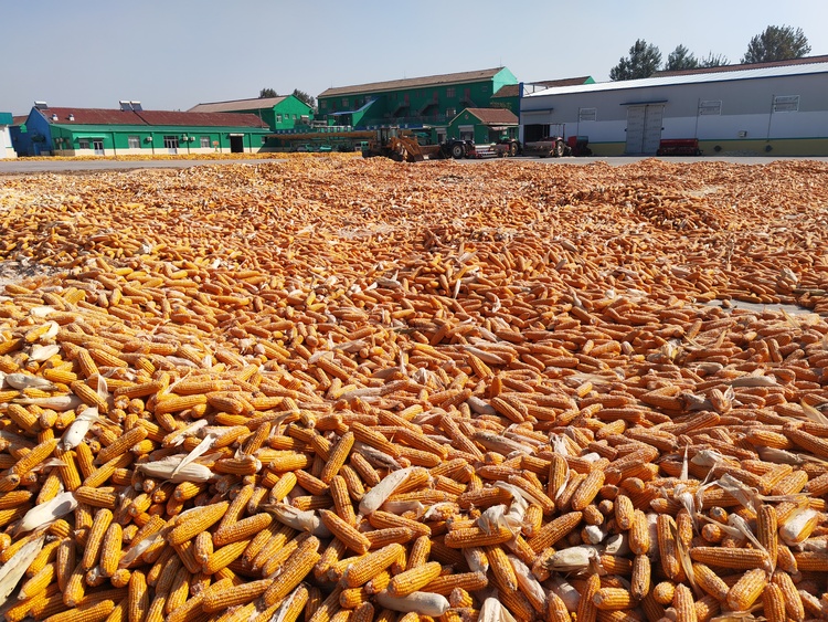 德州临邑“粮王”再创新纪录，亩产玉米1163公斤