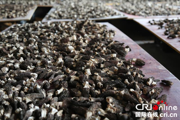 图片默认标题_fororder_晒干的羊肚菌