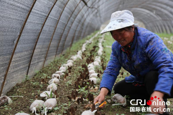 图片默认标题_fororder_种植户采摘新鲜羊肚菌