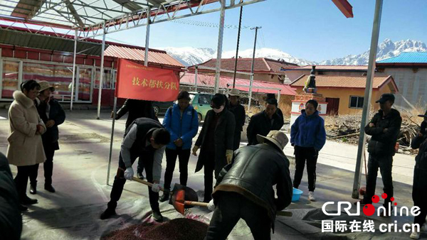 图片默认标题_fororder_农技人员开展技术指导2